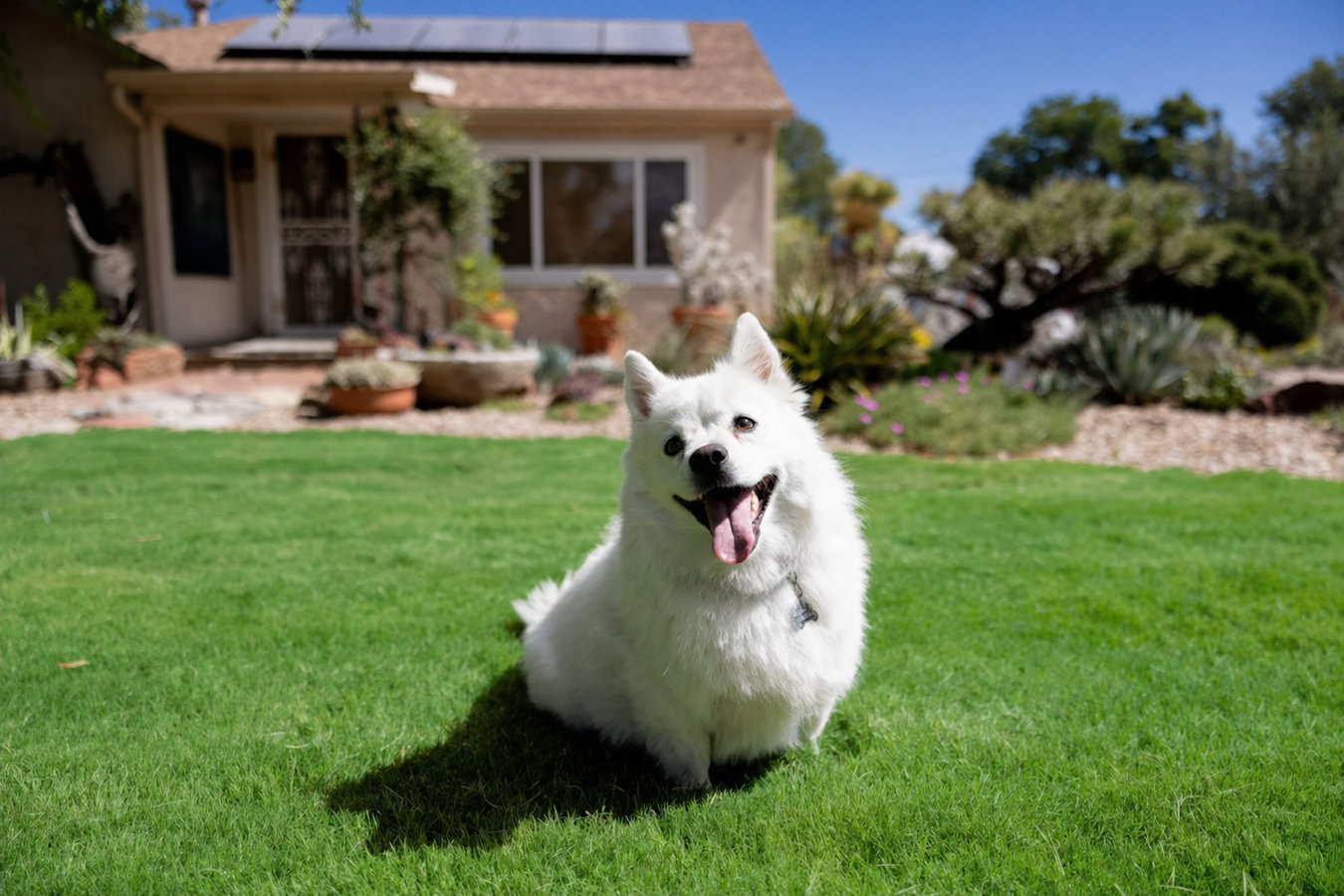 Pet-friendly turf